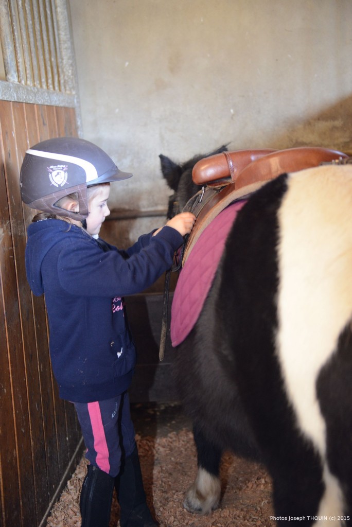 préparation du poney